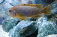 Iodotropheus sprengerae