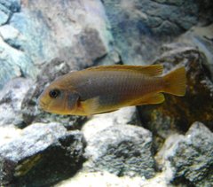 Iodotropheus sprengerae