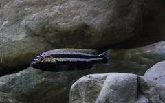 Więcej informacji o „Melanochromis auratus”