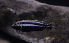 Więcej informacji o „Melanochromis auratus "Chidunga" samczyk”