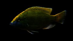 Nimbochromis venustus
