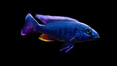 Sciaenochromis fryeri