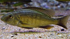 Dimidiochromis strigatus