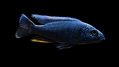 Sciaenochromis fryeri