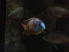 Protomelas Taeniolatus Boadzulu