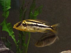 CHILOTILAPIA EUCHILUS