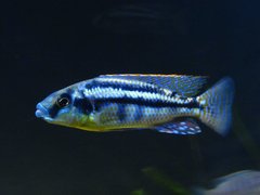 CHILOTILAPIA EUCHILUS