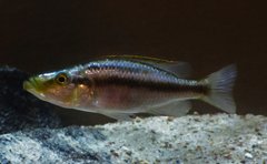 Dimidiochromis Compressiceps