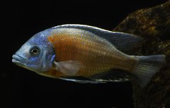 Copadichromis borleyi