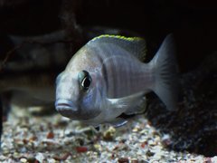 Placidochromis Electra