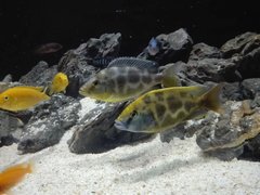 Nimbochromis Venustus