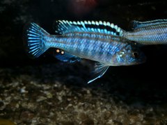 Melanochromis Joanjohnsonae