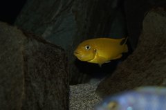 Nosimy :D