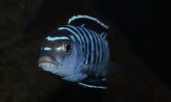 Metriaclima Phaeos "Shauri" Hai Reef - samiec