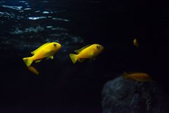 Pseudotropheus saulosi