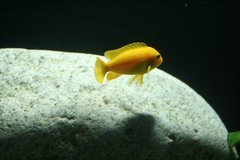 Pseudotropheus saulosi