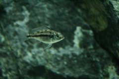Protomelas taeniolatus Namalenje