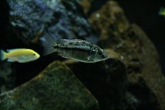 Protomelas taeniolatus Namalenje