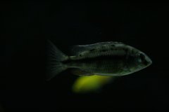 Protomelas taeniolatus Namalenje