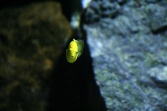 Labidochromis caeruleus