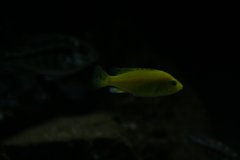 Labidochromis caeruleus