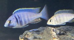 Placidochromis Electra