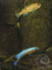 tarlo L.trewavasae "Chirwa Island"