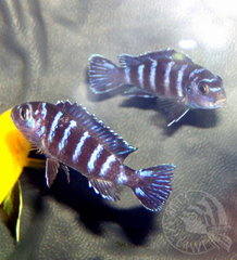demasoni