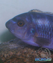 Gargamel :]