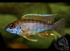Aulonocarka