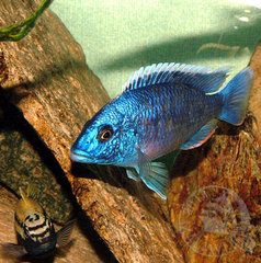 Sciaenochromis fryeri