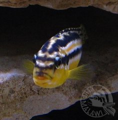 Auratus