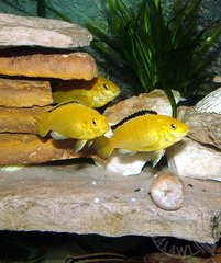 Yellow ( Labidochromis caeruleus )
