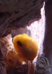 Inkubujaca L.caeruleus