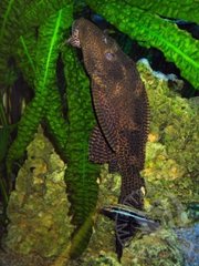 M. Auratus