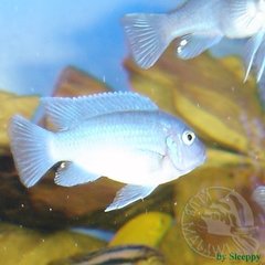 Maylandia Zebra Blue