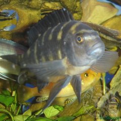 Maylandia Zebra Crabro