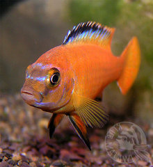 P.Saulosi coral