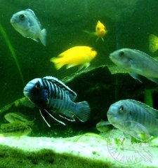 labidocromis zebroidies