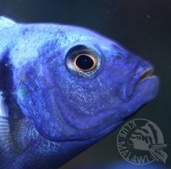 Cynotilapia Afra z bliska