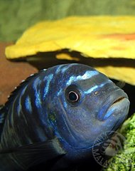 Melanochromis Johanni