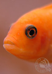 rEdReD fAcE