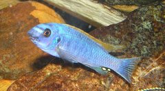 Labeotropheus trewavasae thumbi west