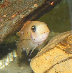 Samica Labeotropheus trewavasae thumbi west