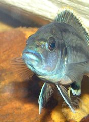 Melanochromis lepidiadaptes, duma akwa :)