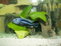 Melanochromis chipokae