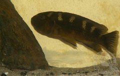 melanochromis crabro