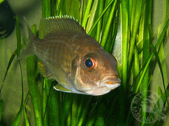 inkubujaca A. maisoni