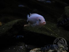 Maylandia estherae red blue / szatan