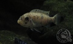 samiczka trewkowa / chilumba